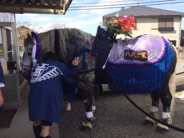 八代妙見祭　花馬が来ました！